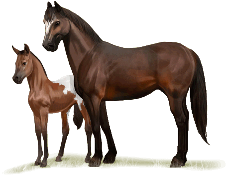 hříbě a matka- american paint horse