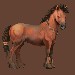 toulaví koně- Lusy
